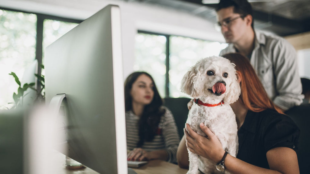 Dogs In The Office: Benefits And Tips For A Productive Work Day