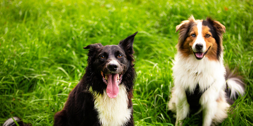 joyful border collie dog and Berger Australian dog smiling