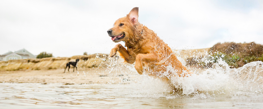 Essential Summer Safety Tips for Dogs