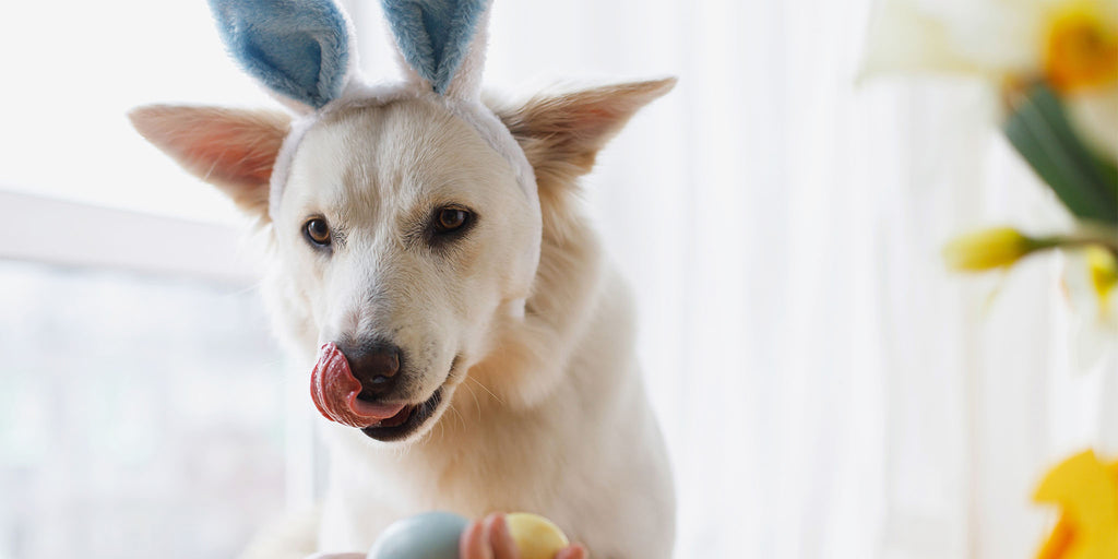 Dog in Easter bunny ears