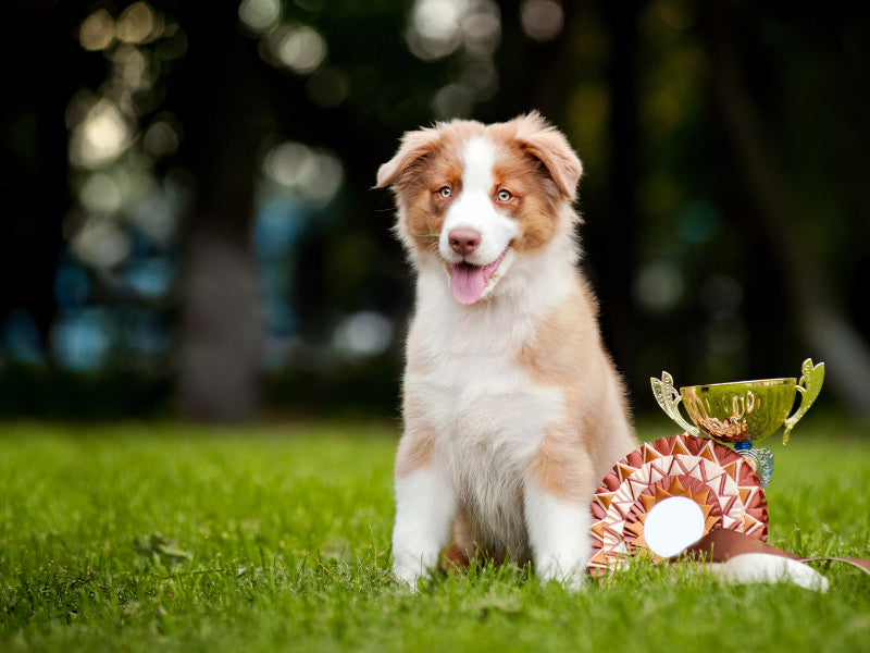 Puppy and his award cup on the grass