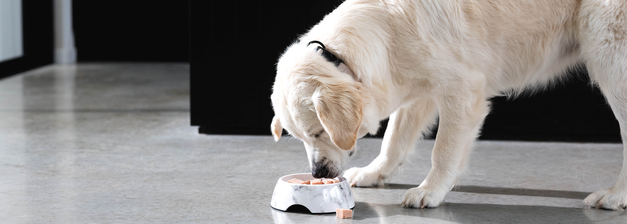 Single protein puppy clearance food