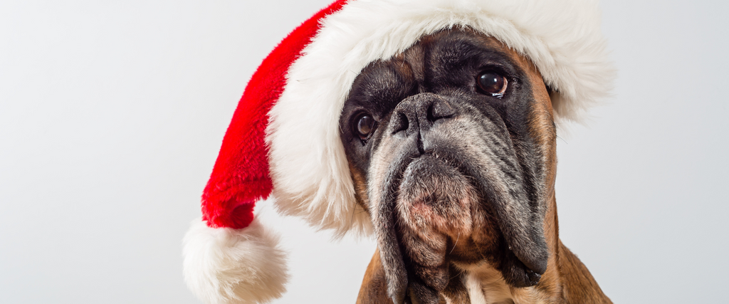 Prime100 Christmas Gift Guide For Your Dog