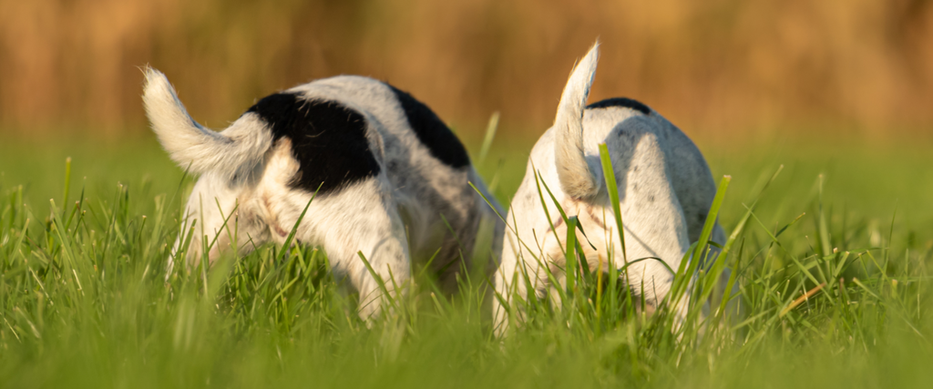 Why Is My Dog Farting So Much? Causes and Remedies