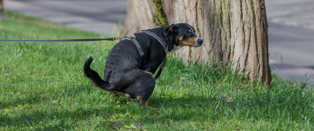 Understanding Your Dog's Poop: A Comprehensive Guide to Colour, Consistency, and Behaviour