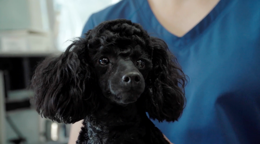 Toy Poodle Gabe is double his ideal weight!