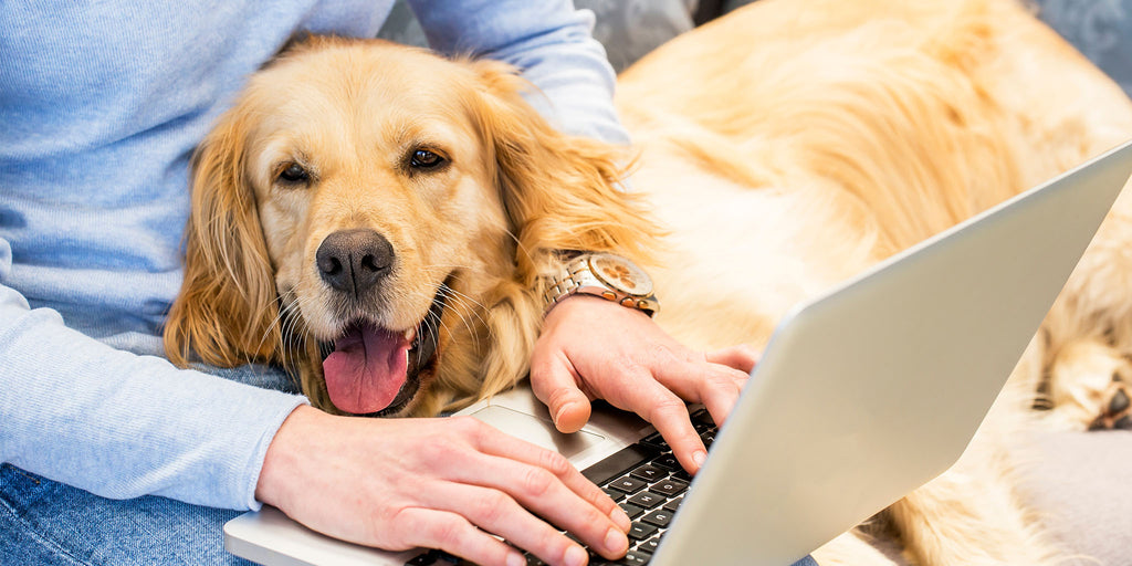 Woman typing on laptop while dog lays in her lap