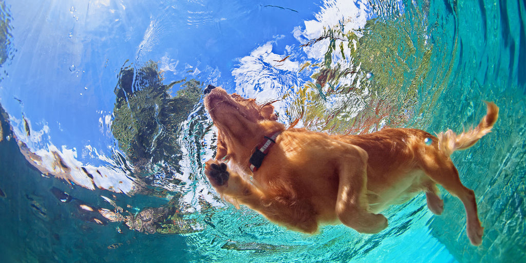 Underwater photo of golden labrador