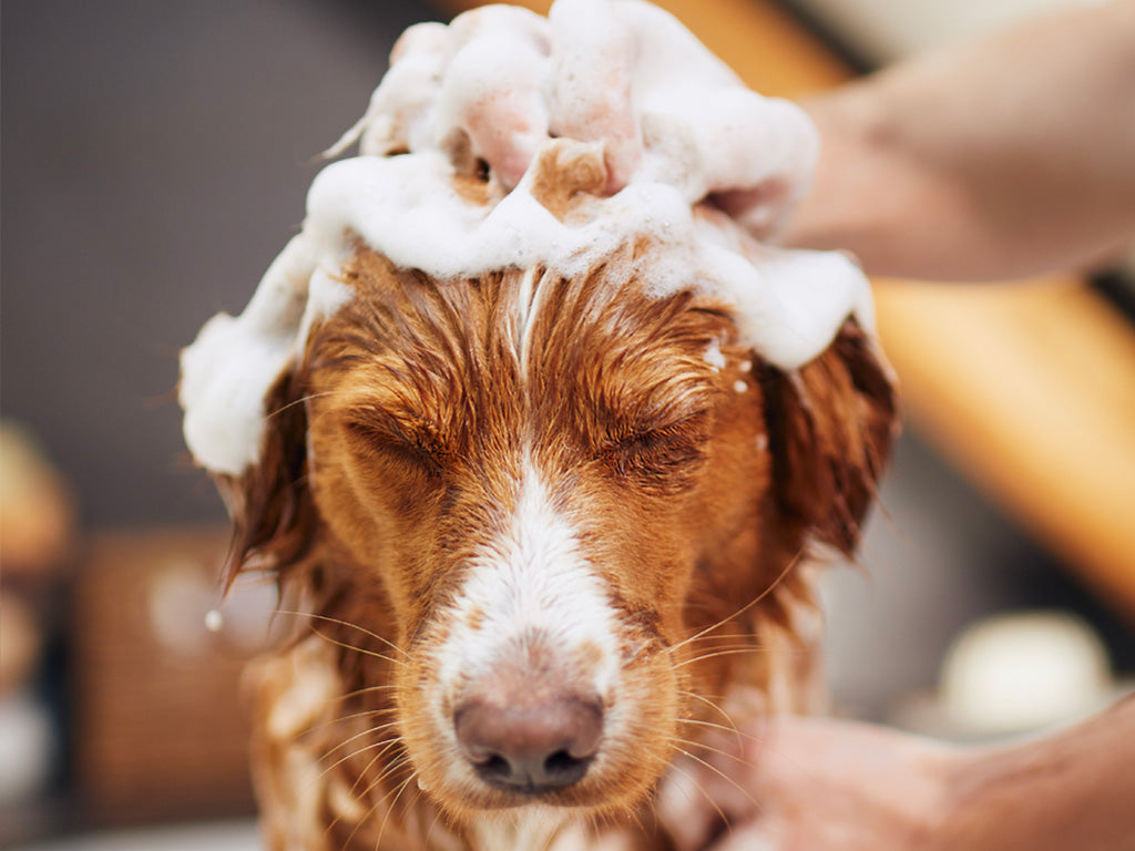 The Dos and Dont's of pet grooming