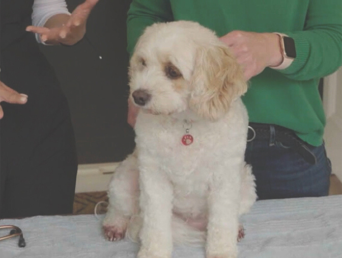 Poodle sales food allergies