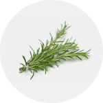 Rosemary