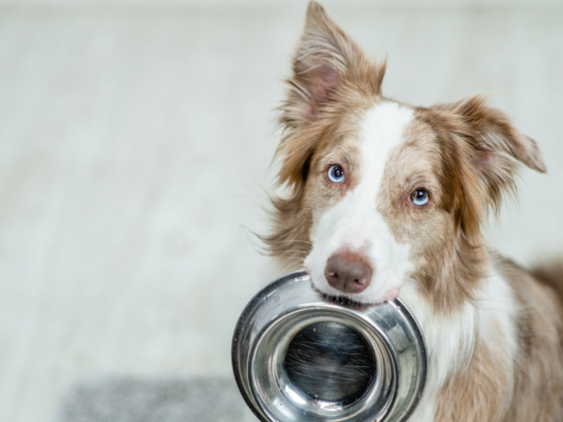 Border collie dog holds bowl in mouth
