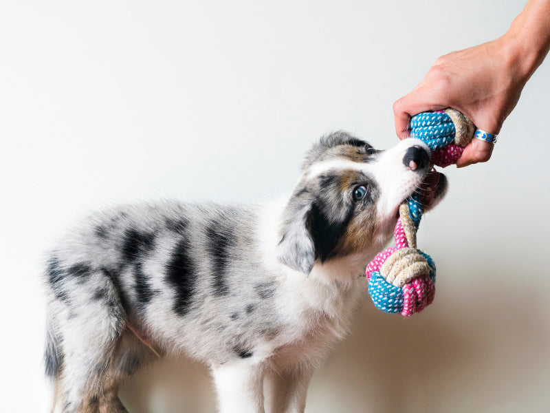 Puppy playing with toy